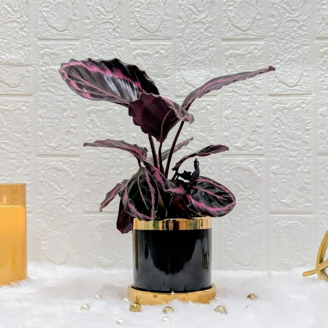 Floral Boutique Calathea Dottie Plant In Black & Gold Finished Designer Ceramic Pot | Indoor Plant For Home | Indoor Plant For Living Room | Indoor Plants