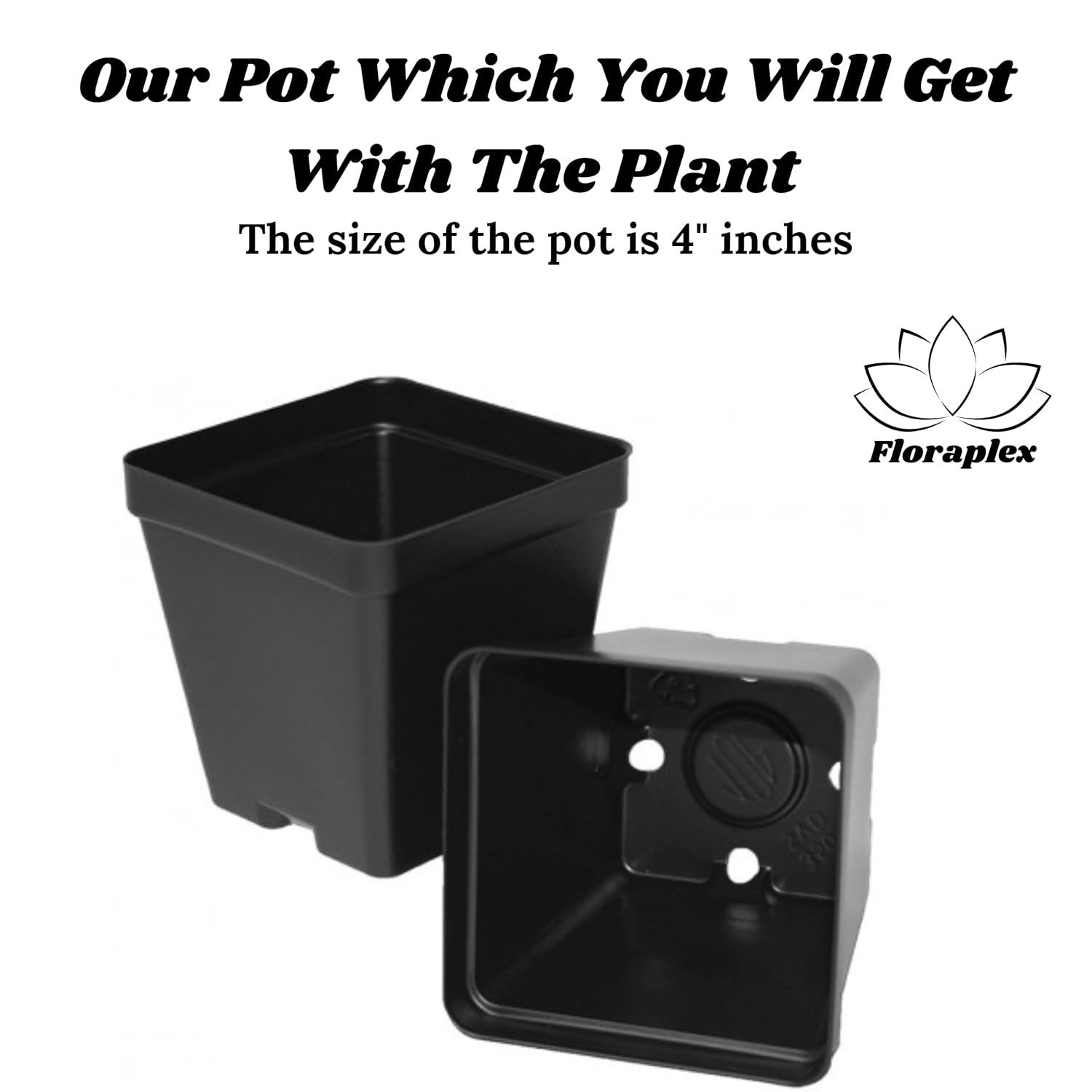 FloraPlax Beautiful Grafted Colourful Multi Bougainvillea Flower Dwarf Bonsai Plant Tree 4-5 colour || For Home Garden Outdoor & Indoor With Black Pot